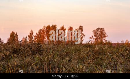 Besondere Sonnenaufgangslandschaft mit bewachsenen und überfluteten Torffeldern, Moorteichen, Vogelnest, Seda Moor, Jerceni, Lettland Stockfoto