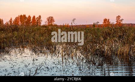 Besondere Sonnenaufgangslandschaft mit bewachsenen und überfluteten Torffeldern, Moorteichen, Vogelnest, Seda Moor, Jerceni, Lettland Stockfoto