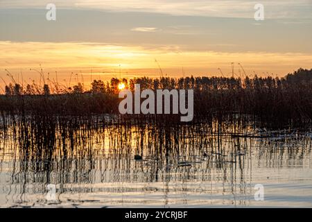 Besondere Sonnenaufgangslandschaft mit bewachsenen und überfluteten Torffeldern, Moorteichen, Vogelnest, Seda Moor, Jerceni, Lettland Stockfoto