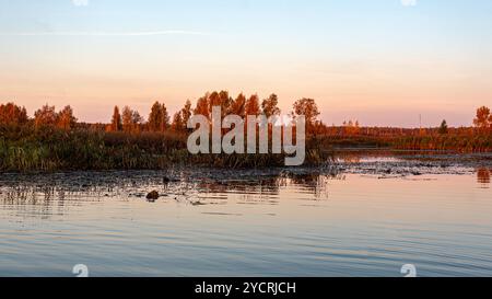 Besondere Sonnenaufgangslandschaft mit bewachsenen und überfluteten Torffeldern, Moorteichen, Vogelnest, Seda Moor, Jerceni, Lettland Stockfoto