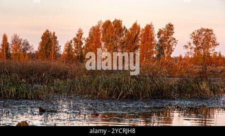 Besondere Sonnenaufgangslandschaft mit bewachsenen und überfluteten Torffeldern, Moorteichen, Vogelnest, Seda Moor, Jerceni, Lettland Stockfoto