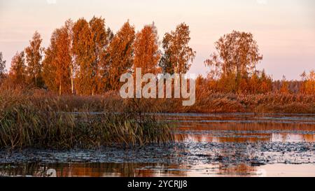 Besondere Sonnenaufgangslandschaft mit bewachsenen und überfluteten Torffeldern, Moorteichen, Vogelnest, Seda Moor, Jerceni, Lettland Stockfoto