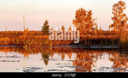 Besondere Sonnenaufgangslandschaft mit bewachsenen und überfluteten Torffeldern, Moorteichen, Vogelnest, Seda Moor, Jerceni, Lettland Stockfoto