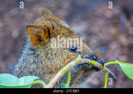 Quokka essen Zweige Stockfoto