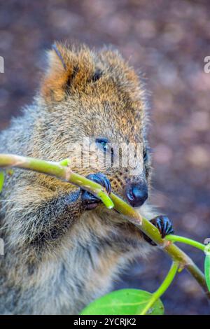 Quokka essen Zweige Stockfoto