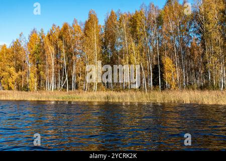 Besondere Sonnenaufgangslandschaft mit bewachsenen und überfluteten Torffeldern, Moorteichen, Vogelnest, Seda Moor, Jerceni, Lettland Stockfoto