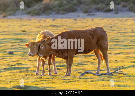 Kälber im Abendlicht Fanal, Madeira, Portugal. Stockfoto