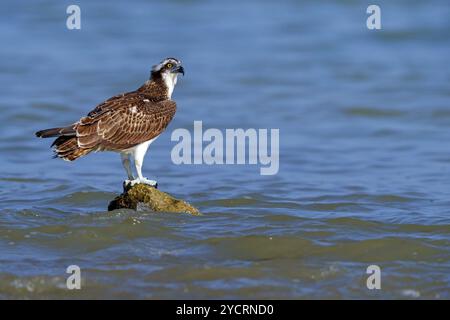 Ein Fischadler auf der Suche nach Nahrung, (Pandiaon haliaetus), Familie von Raubvögeln, Biotope, Lebensraum, stehend auf einem Stein im Wasser, Raysut, Salalah, Dhofar Stockfoto