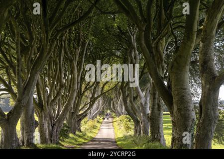 Armoy, Vereinigtes Königreich, 7. Juli 2022: Touristen besuchen die berühmten dunklen Hecken in Nordirland, Europa Stockfoto