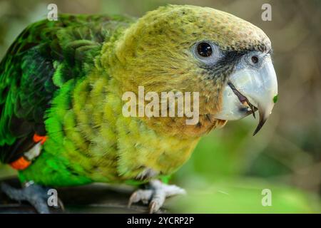 Cape Paprot, Poicephalus robustus, Birds of Eden, Plettenberg Bay, Western Cape, Südafrika Stockfoto