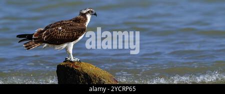 Ein Fischadler auf der Suche nach Nahrung, (Pandiaon haliaetus), Familie von Raubvögeln, Biotope, Lebensraum, stehend auf einem Stein im Wasser, Raysut, Salalah, Dhofar Stockfoto