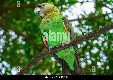 Cape Paprot, Poicephalus robustus, Birds of Eden, Plettenberg Bay, Western Cape, Südafrika Stockfoto
