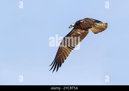 Ein Fischadler auf der Suche nach Nahrung, (Pandiaon haliaetus), Raubvogelfamilie, Biotope, Lebensraum, Flugfoto, Raysut, Salalah, Dhofar, Oman, Asien Stockfoto