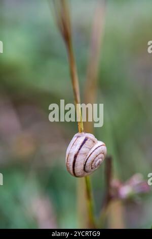 Schnecke auf dem Grasblatt am regnerischen Tag im Wald Stockfoto