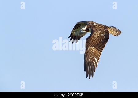 Ein Fischadler auf der Suche nach Nahrung, (Pandiaon haliaetus), Raubvogelfamilie, Biotope, Lebensraum, Flugfoto, Raysut, Salalah, Dhofar, Oman, Asien Stockfoto