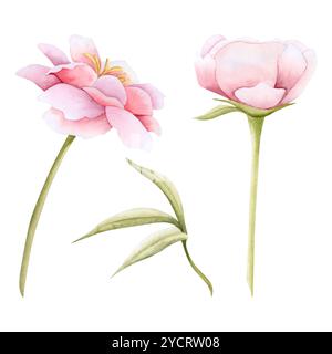 Rosafarbene Gartenblumen mit Blättern Aquarell Illustration Set isoliert. Zarte Pfingstrosen oder Rosen für die Frühlingshochzeit Stockfoto