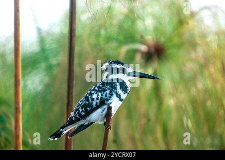 RATTENVOGEL (Ceryle rudis) - Viktoriasee - Uganda Stockfoto