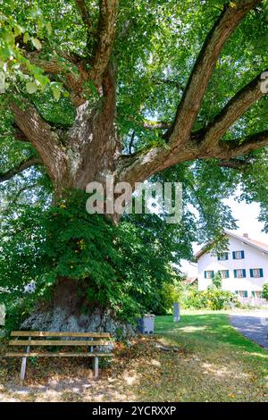 350 Jahre alte großblättrige Linde (Tilia Platyphyllos) in Pemmering bei Isen in Oberbayern Stockfoto