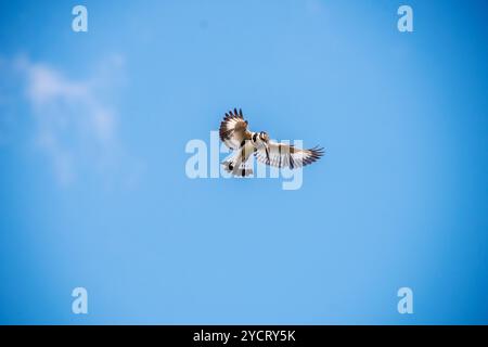 RATTENVOGEL (Ceryle rudis) Angeln am Nil im Murchison Falls National Park - Uganda Stockfoto