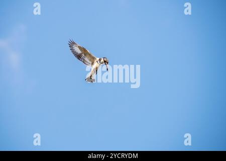 RATTENVOGEL (Ceryle rudis) Angeln am Nil im Murchison Falls National Park - Uganda Stockfoto