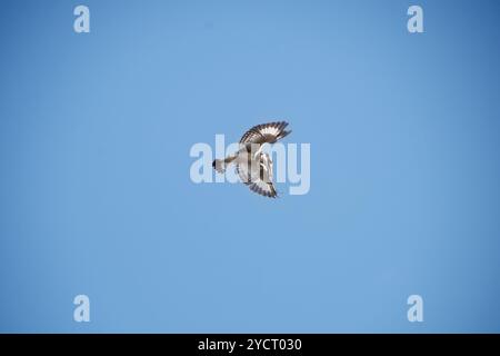 RATTENVOGEL (Ceryle rudis) Angeln am Nil im Murchison Falls National Park - Uganda Stockfoto