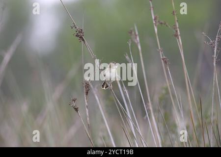 Drolligen Cistensänger Cistensänger kommt auf Binsen in der Nähe von Aleria Korsika Frankreich Stockfoto