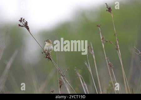 Drolligen Cistensänger Cistensänger kommt auf Binsen in der Nähe von Aleria Korsika Frankreich Stockfoto