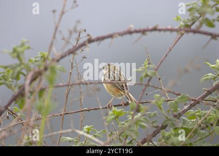 Drolligen Cistensänger Cistensänger kommt auf Binsen in der Nähe des Etang de Biguglia Korsika Frankreich Stockfoto