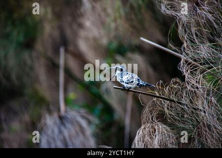 RATTENVOGEL (Ceryle rudis) - Viktoriasee - Uganda Stockfoto