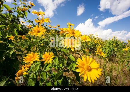 Wilde Sonnenblumen, Hänge des Toliman-Vulkans, Atitlan-See, Guatemala, Mittelamerika Stockfoto