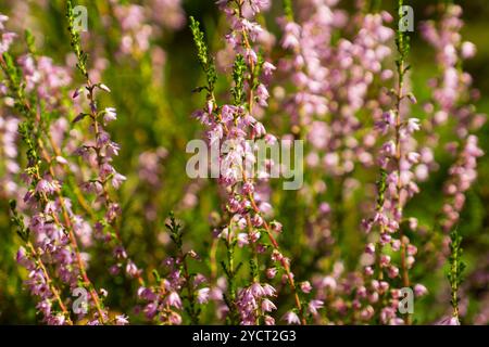 Großaufnahme von violetter Heidekraut (Calluna vulgaris), die in einem Wald in Südschweden wächst. Stockfoto
