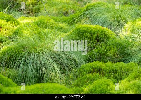 Polytrichum commune (auch bekannt als gewöhnliches Haarkappen, großes goldenes Mädchenhaar, große goldilocks, gemeines Haarkappenmoos oder gemeines Haarmoos). Stockfoto
