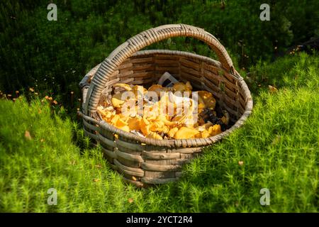 Korb voll mit frisch gepflückten goldenen Pfifferlingen (Cantharellus cibarius) im Moos in einem Wald. Stockfoto