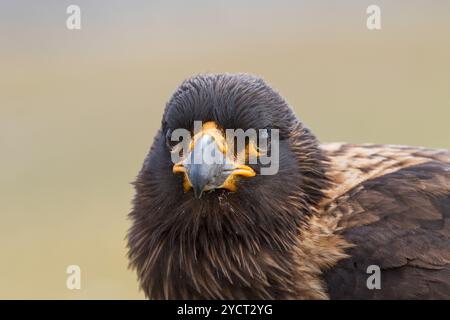 Südlicher Karakara Phalcoboenus australis Kopf Nahaufnahme Saunders Island Falkland Inseln Britisches Überseegebiet November 2016 Stockfoto