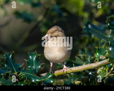 Fringella coelebs, die im März 2021 in Holly Ilex aquifolium, Fritham, New Forest National Park, Hampshire, England, Vereinigtes Königreich untergebracht sind Stockfoto