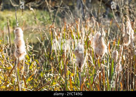 Flauschiger Katzenschwanz im Sumpf Nahaufnahme. Ein detaillierter Blick auf flauschige, reife Welpen, die hoch zwischen Sumpfgras stehen und ihre zarte Struktur hervorheben Stockfoto