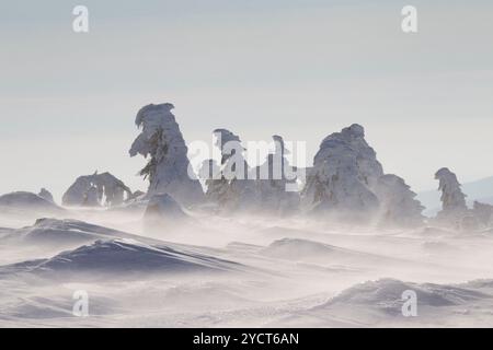 Fichten, Picea abies, schneebedeckte Bäume, Brocken, Gipfel, Harz, Nationalpark Harz, Winter, Sachsen-Anhalt, Deutschland Stockfoto