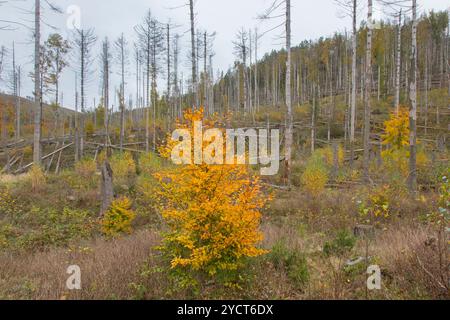 Europäische Buche, Fagus sylvatica, Herbstbuche neben totem Fichtenwald, Nationalpark Harz, Sachsen-Anhalt, Deutschland Stockfoto