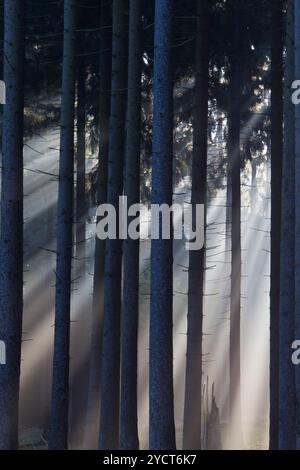 Fichte, Picea abies, Fichtenwald im Nebel, Niedersachsen, Deutschland Stockfoto