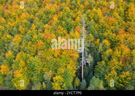 Europäische Buche, Fagus sylvatica, Herbstwald mit toter Fichte aus der Luft, Sachsen-Anhalt, Deutschland Stockfoto