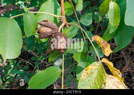Reife Walnüsse in einer trockenen Schale auf einem Baumzweig. Nahaufnahme von Reifen Walnüssen, die noch am Baum befestigt sind, mit Trockenschalen, die sich zwischen grünen und gelben Blättern öffnen, s Stockfoto