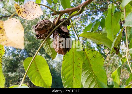 Reife Walnüsse in einer trockenen Schale auf einem Baumzweig. Nahaufnahme von Reifen Walnüssen, die noch am Baum befestigt sind, mit Trockenschalen, die sich zwischen grünen und gelben Blättern öffnen, s Stockfoto