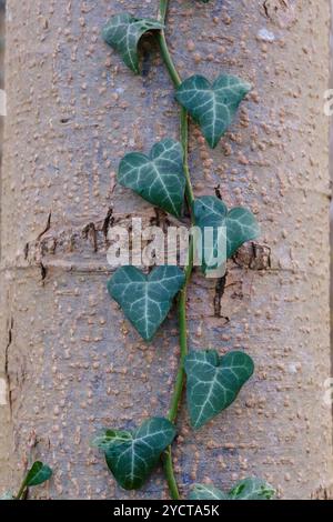 Efeu an einem Baum Stockfoto