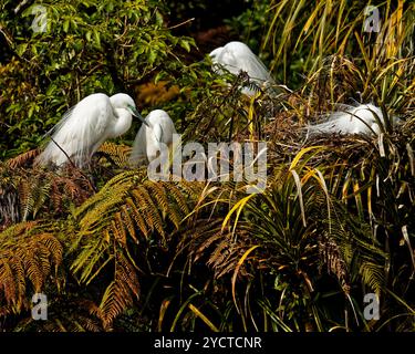 Weiße Reiher, Maori-Name kōtuku, im Brutgefieder auf ihren Nestern im Waitangiroto Nature Reserve, Südwestland, Westküste, Aotearoa/Neuseeland Stockfoto