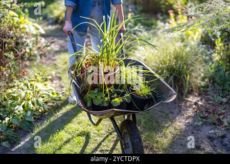 Gärtner mit Schubkarre voller Topfpflanzen in einem Garten Stockfoto