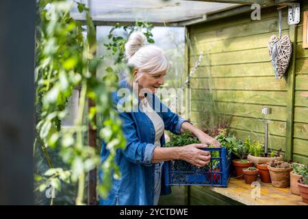 Lächelnde Seniorin, die eine Kiste mit frisch geerntetem Gemüse aus ihrem Gewächshaus hält Stockfoto