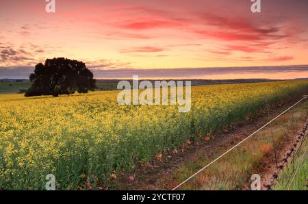 Sonnenaufgang über Rapsfeldern Stockfoto