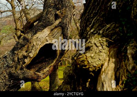 Herbstlandschaft im Kastanienwald des Emilian-Romagnolo Apennins, Italien Stockfoto