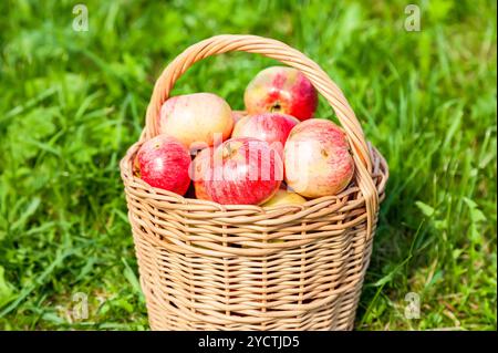 Hölzerne Weidenkorb mit frischen Reifen Äpfel im Garten auf dem grünen Rasen Stockfoto