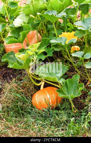 Orange Kürbis mit großen grünen Blätter wachsen auf Gemüsebeet Stockfoto